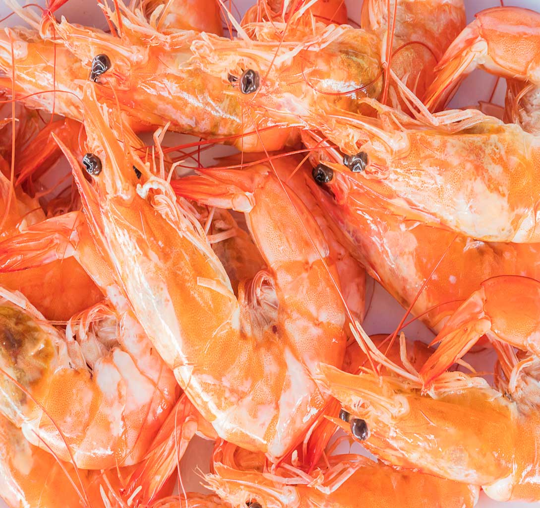 Canara Marine Fisheries – Canara Group
